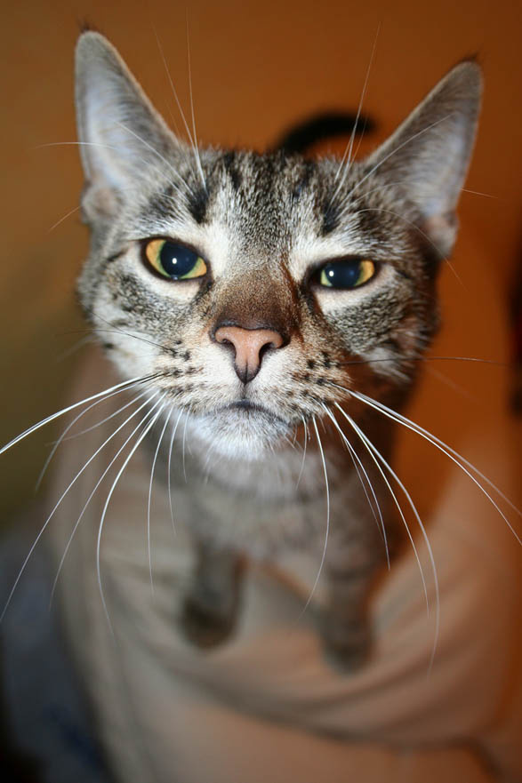 Любопытная кошка 