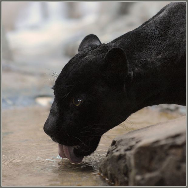 Просто пить ягуар Panthera onca