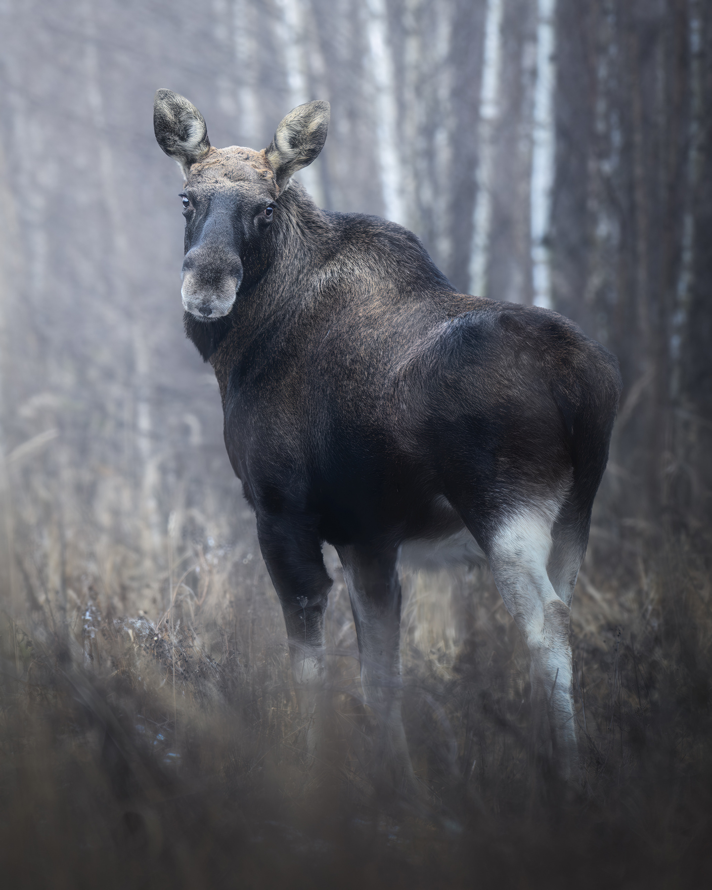 Европейский лось (Alces alces) 