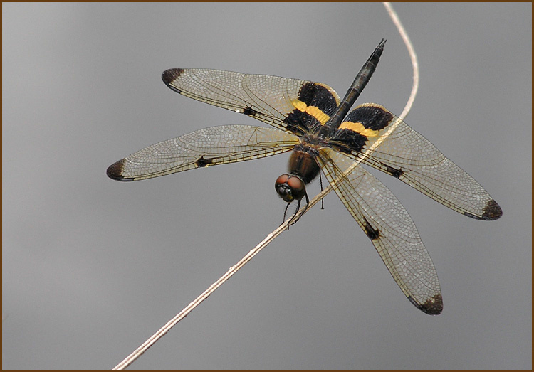 Минималистическое макро Rhyothemis phyllis chloe