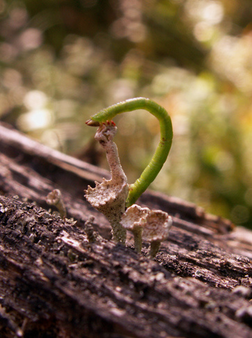 06 (caterpillar) гусеница мох лишайник