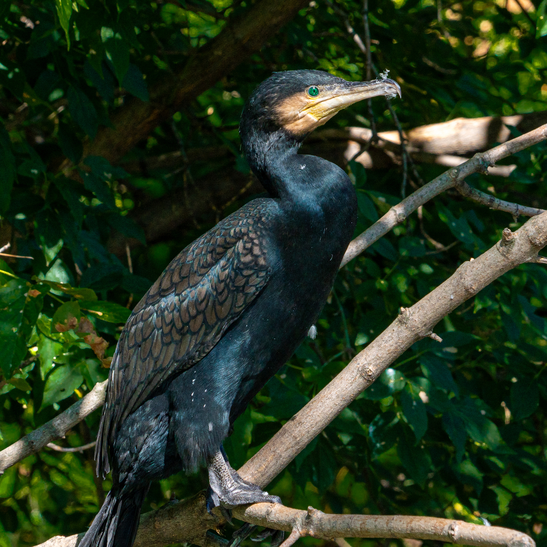 Большой баклан (Phalacrocorax carbo) птицы баклан большой зоопарк московский