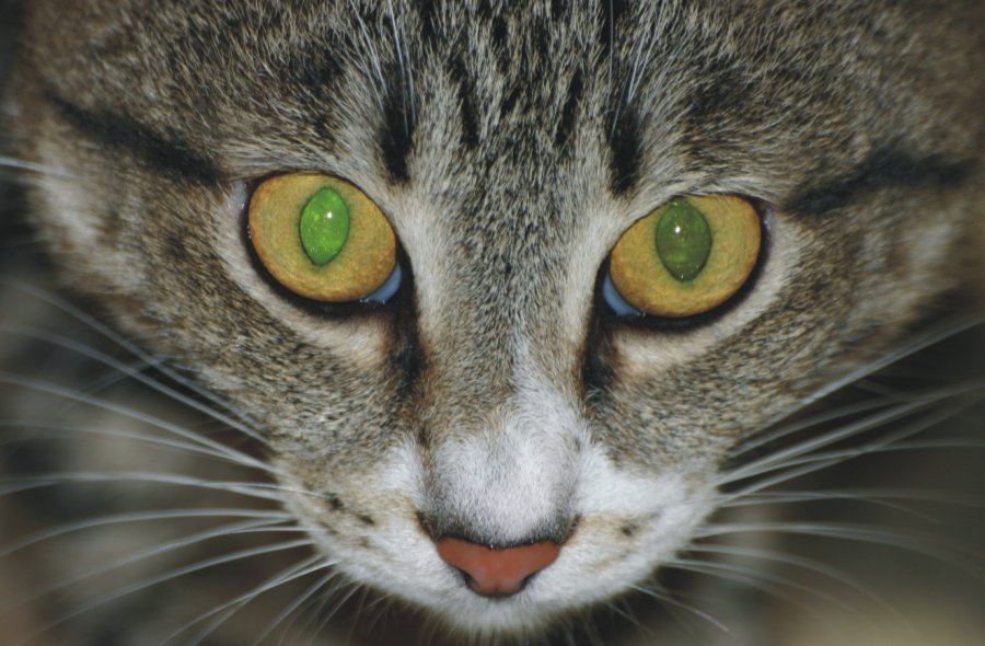 Тузик коты кошки животные