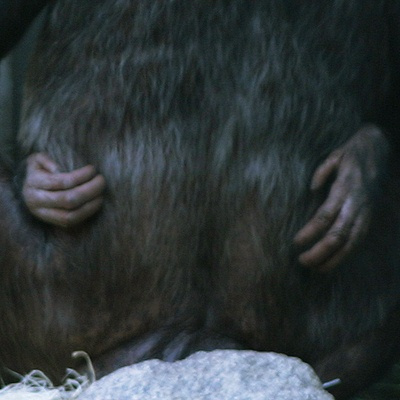 днк Pan troglodytes