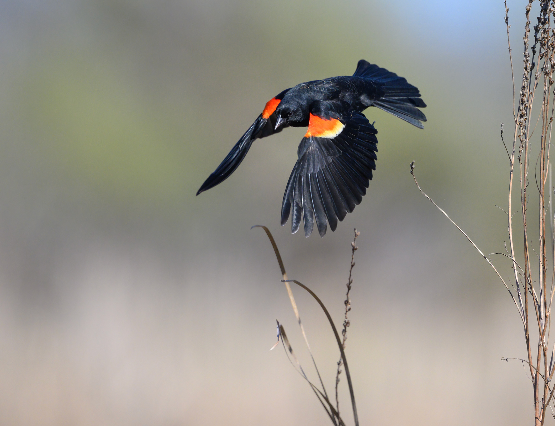 Red-winged blackbird 