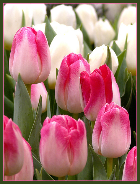 Flowers to the most beautiful! tulip macro