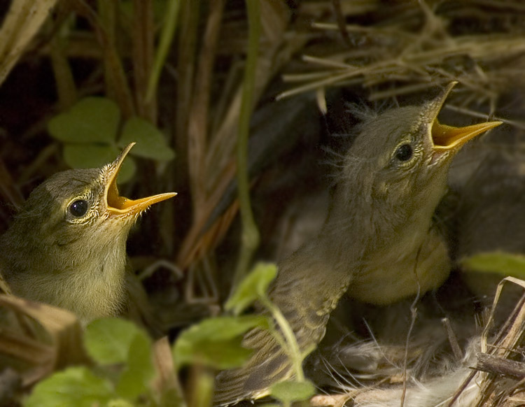 Взывающие Пеночка-весничка Willow Warbler  Phylloscopus trochilus гнездо птенец