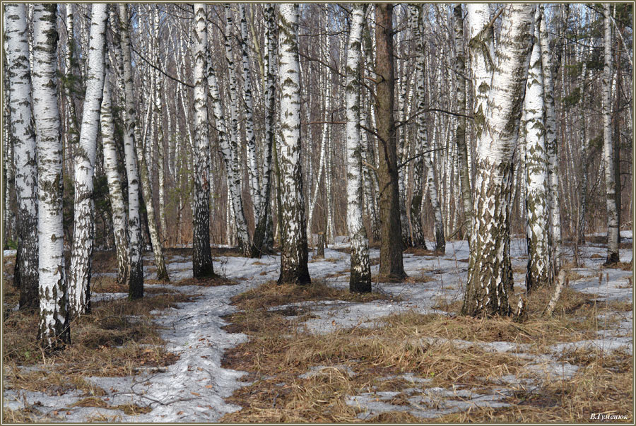 Последняя лыжня весна, апрель, лес, лыжня