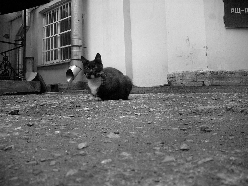 squint-eyed cat котофото