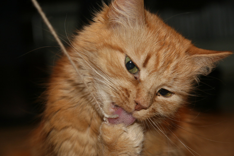 Pet кошка язык