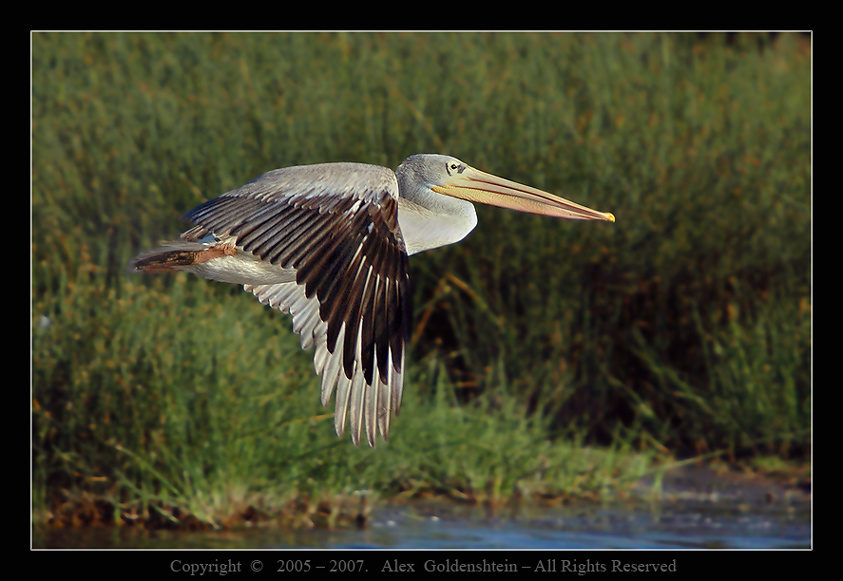 Pelecanus rufescens. Африка, Кения, озеро, Найваша, ПЕЛИКАН РЫЖЕВАТЫЙ (Pelecanus rufescens)