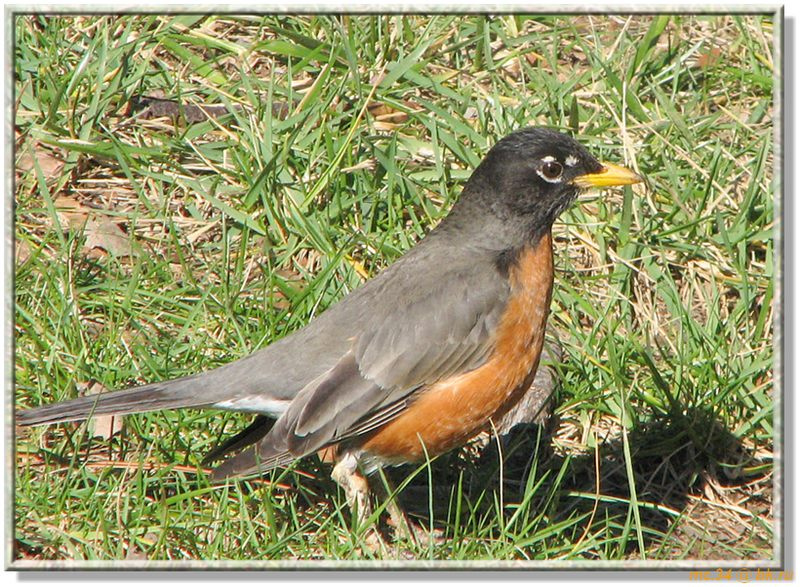 Ego zvali *Robin*.........., *American Robin* Turdus migratorius дрозд Tennessee Robin USA Memphis Малиновка