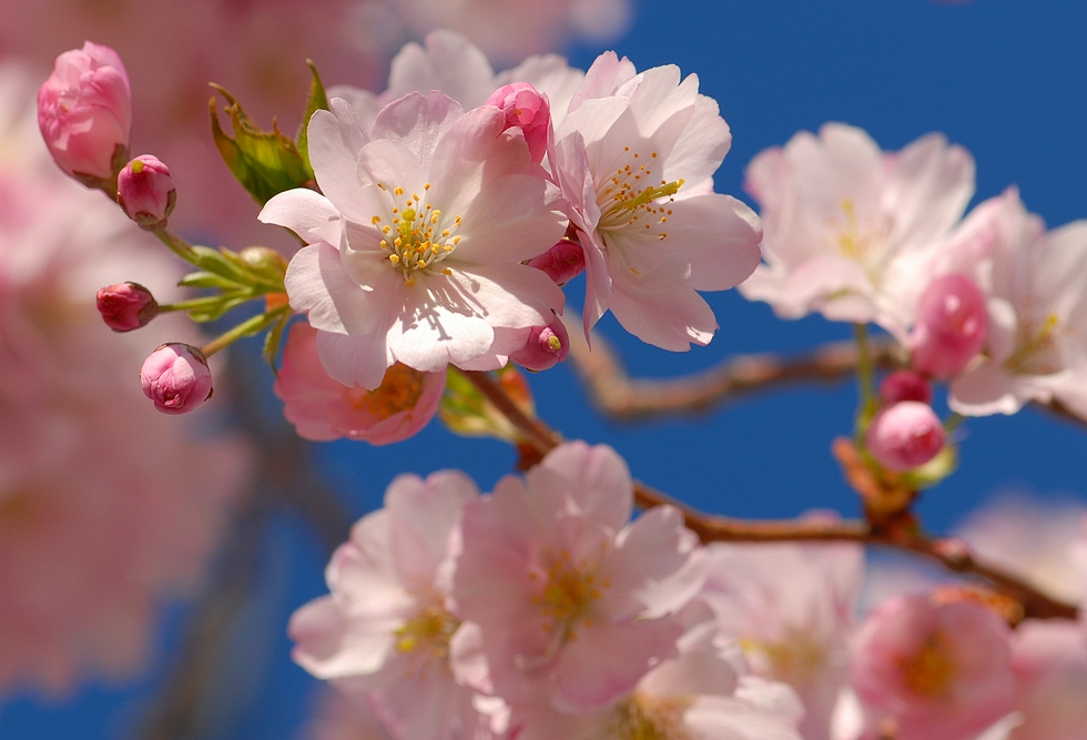 Веточка весны розовые деревья prunus март цветы веточка весна