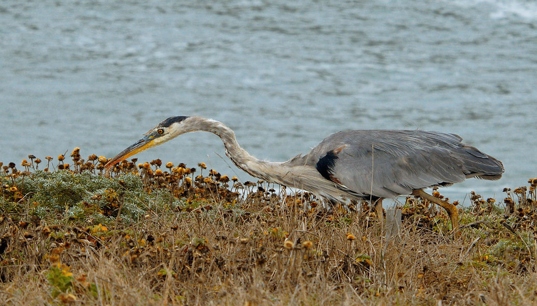 Цапля нетрадиционного кормового поведения Большая голубая цапля, Ardea herodias, Great Blue Heron, Bodega Bay area, California