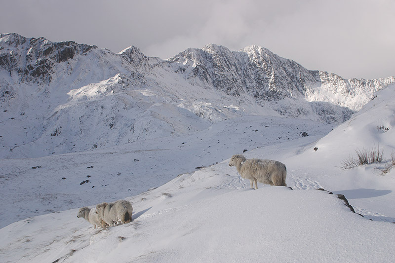 yet more sheep 