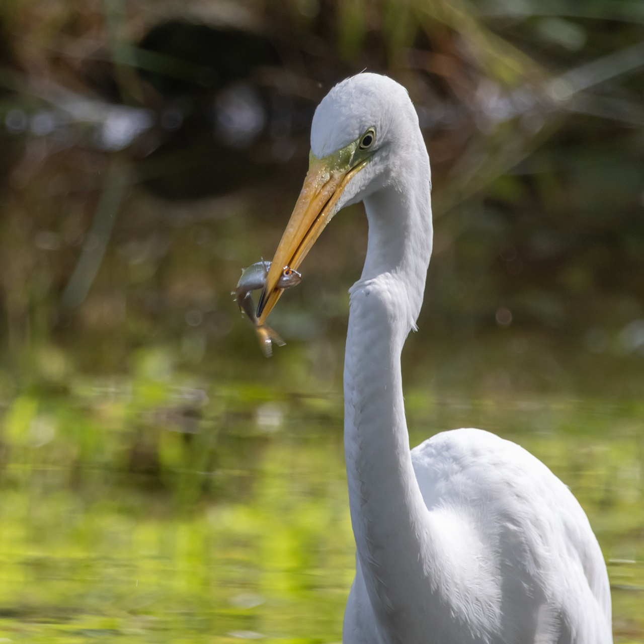 Рыбалка цапля рыбалка рыба birdwatching
