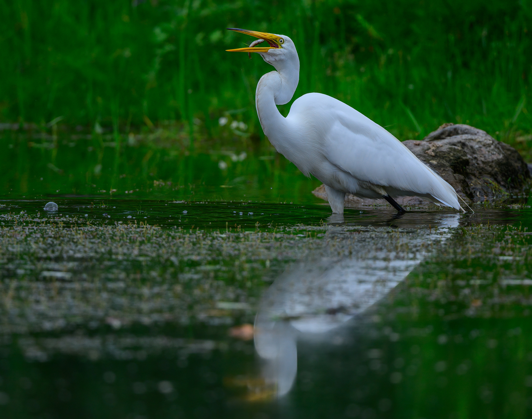 Great egret 