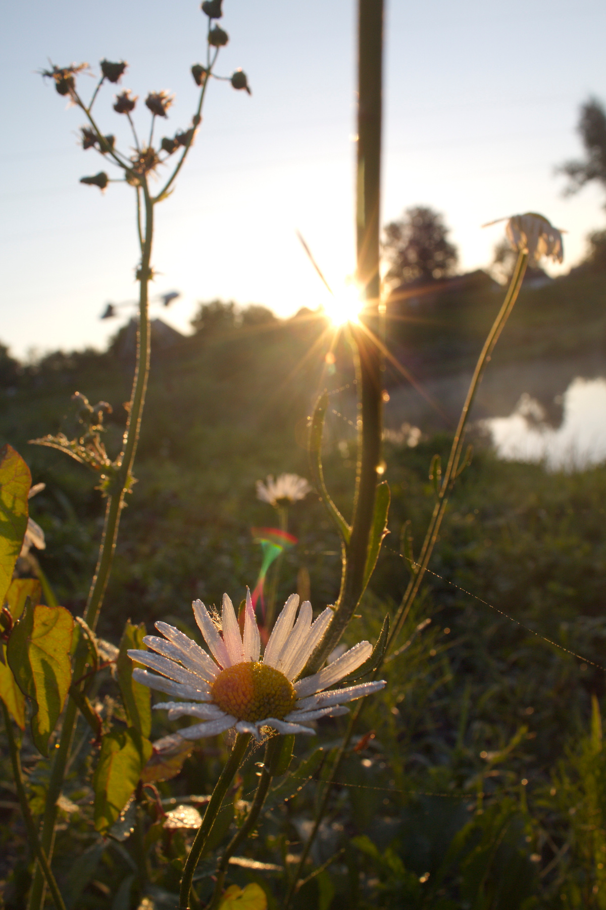 Summer morning  