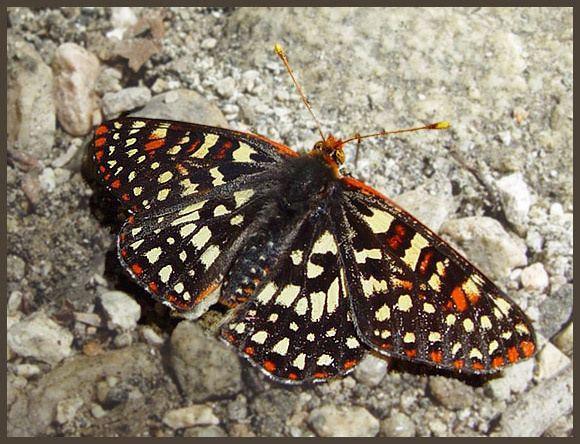 Рыжая-2 Checkerspots