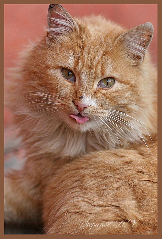 Бе-е-е.. кот