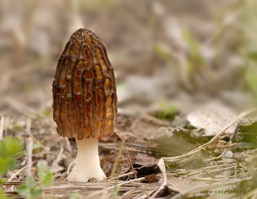 Сморчок конический сморчок конический morchella conica