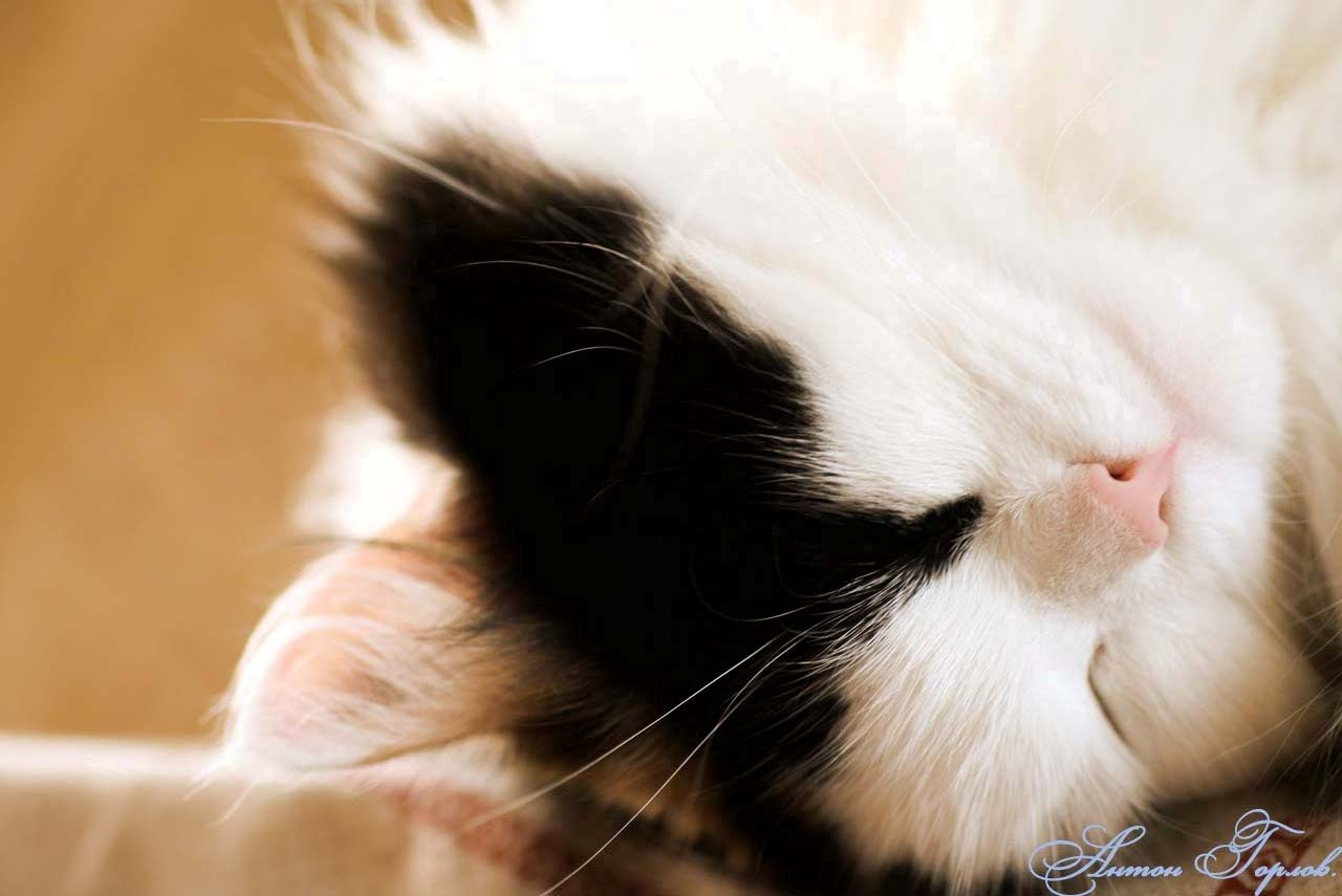 Cat.. 