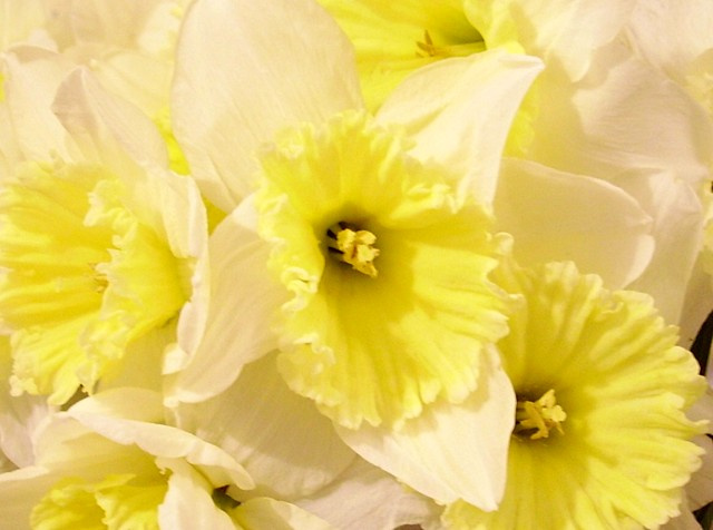 Flower Цветок