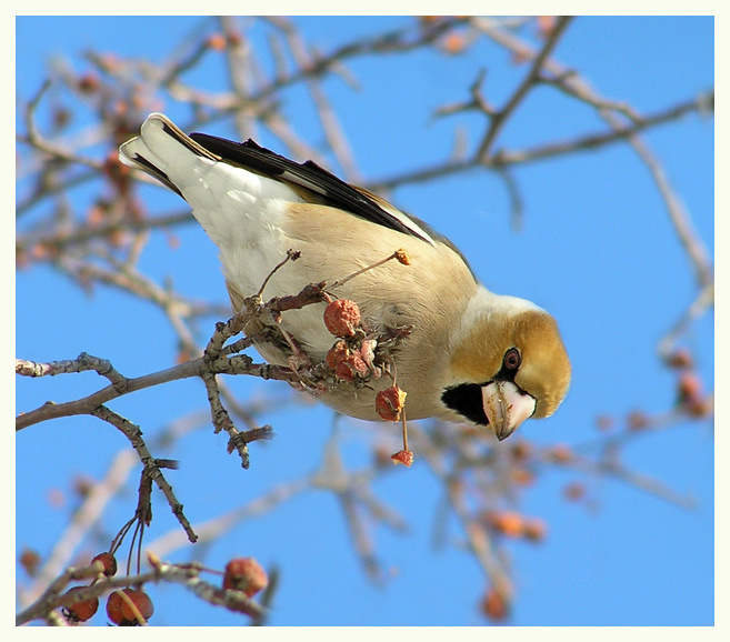 Дубонос Дубонос hawfinch