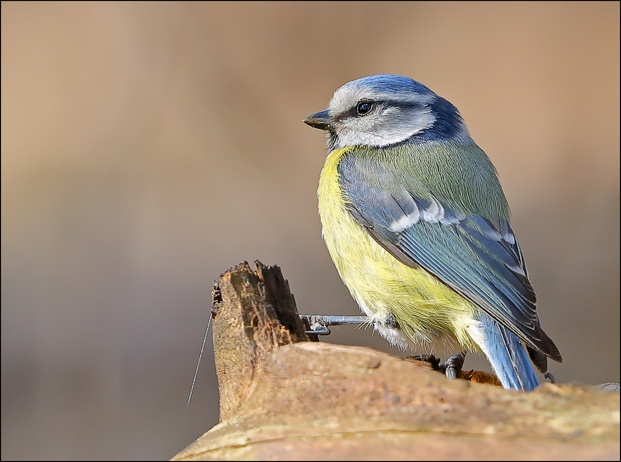 Лазоревка синица лазоревка Parus caeruleus птица лес