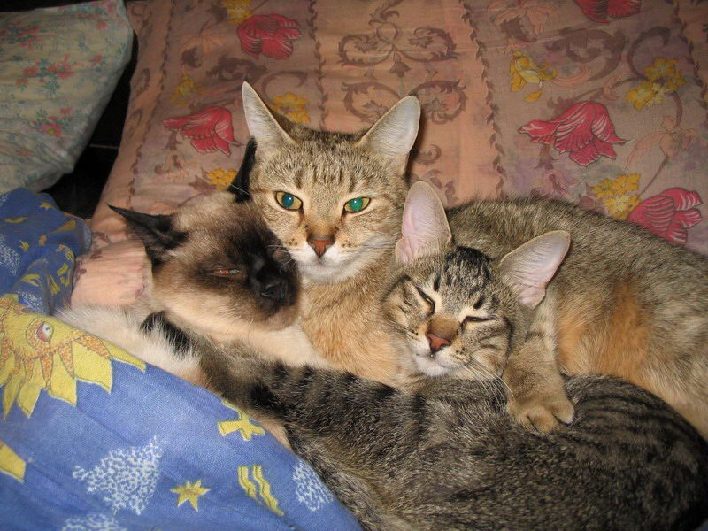 семья... кошки животнык коты