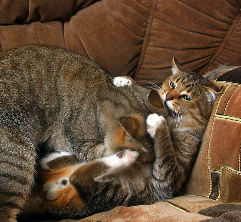 * Коты экстрим