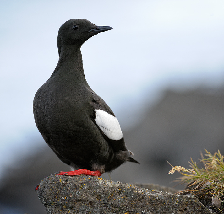 чистик чистик black guillemot