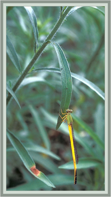 *** Ceriagion melanurum, Coenagrionidae, Odonata, Insecta