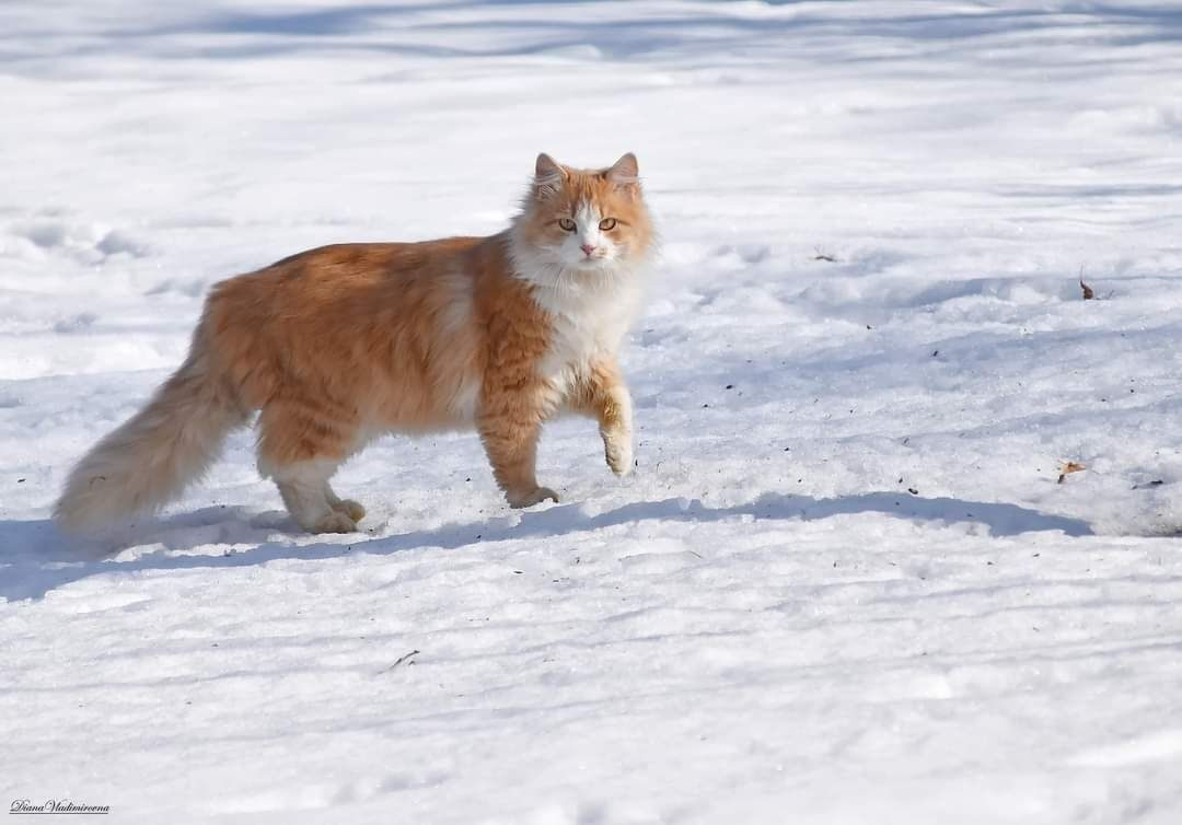 БАРСИК. зима котик животные