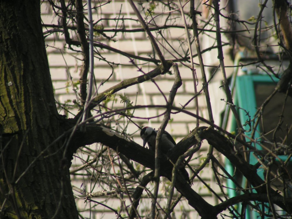 нежданный гость woodpecker