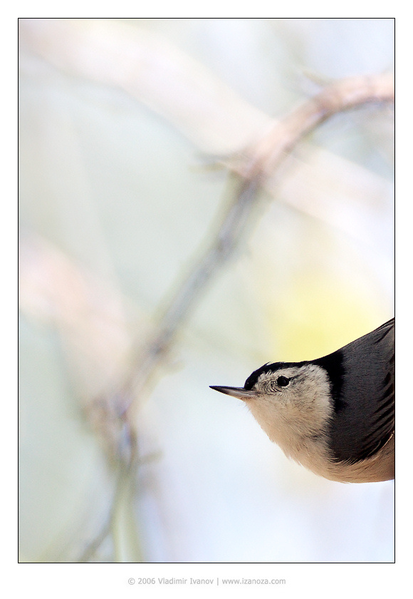 Любопытный Белогрудый поползень White-Breasted Nuthatch