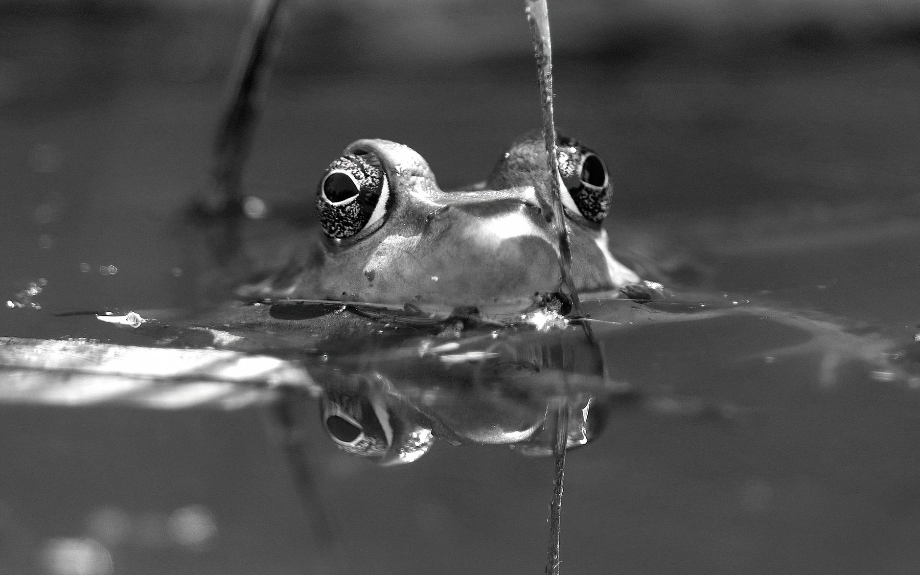 surfacing frog
