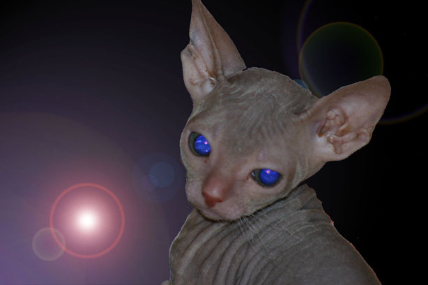 гуманоид животные кошки