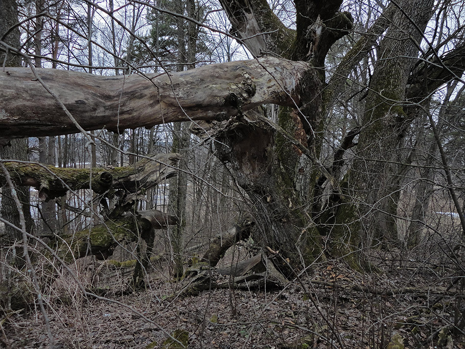 Суровый лес (4) 