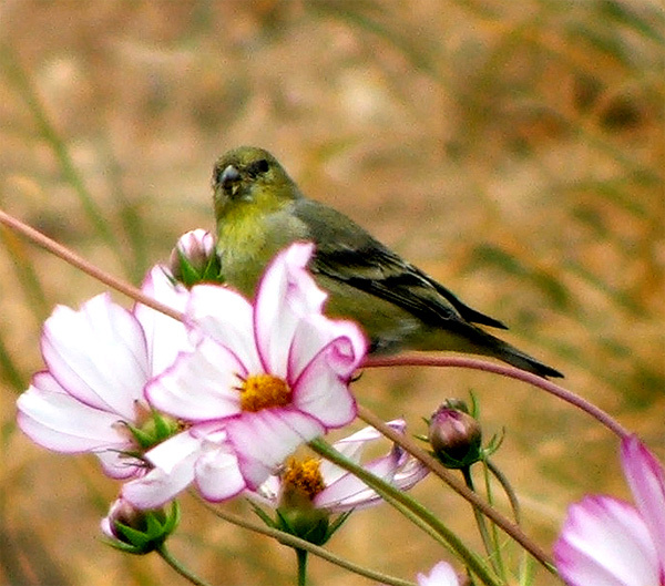 Перед отлетом... Golden Finch, птичка, цветы