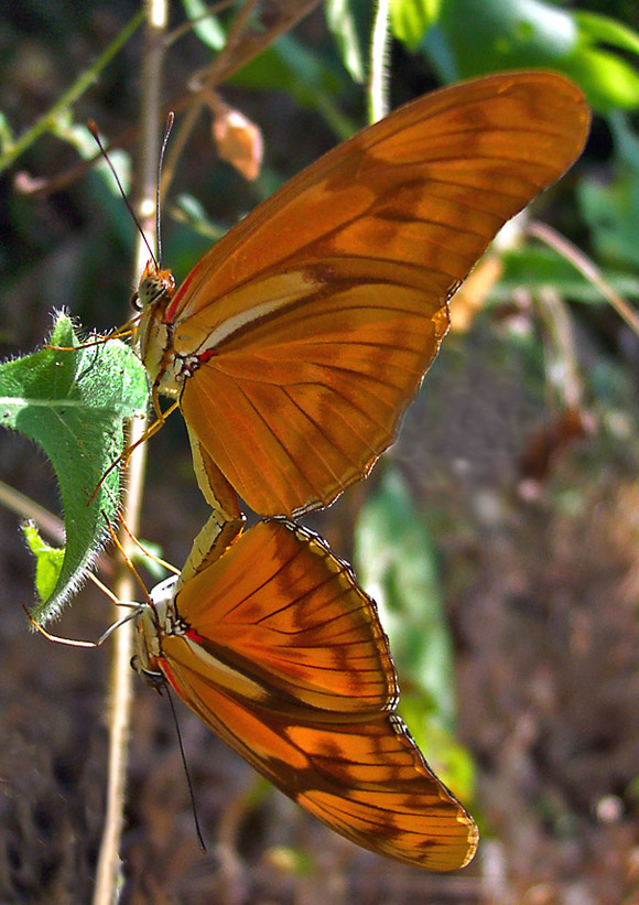 Про дружбу и любовь. 2 Julia longwing Mexico
