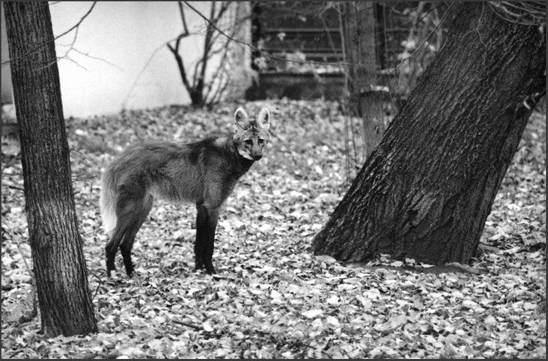 Вот и лето прошло... гривистый волк Chrysocyon brachyurus