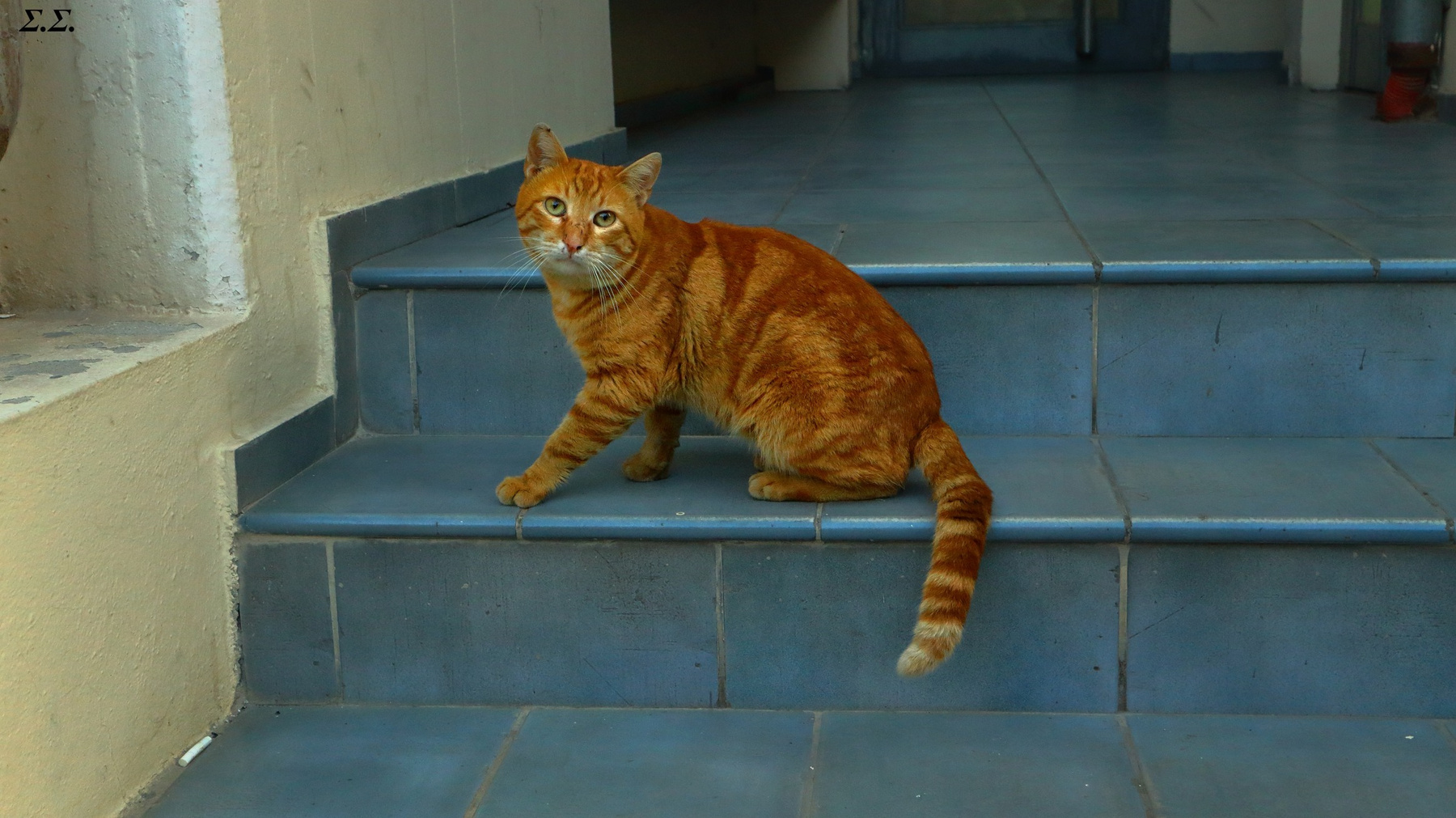 SURPRISED PUSSYCAT 