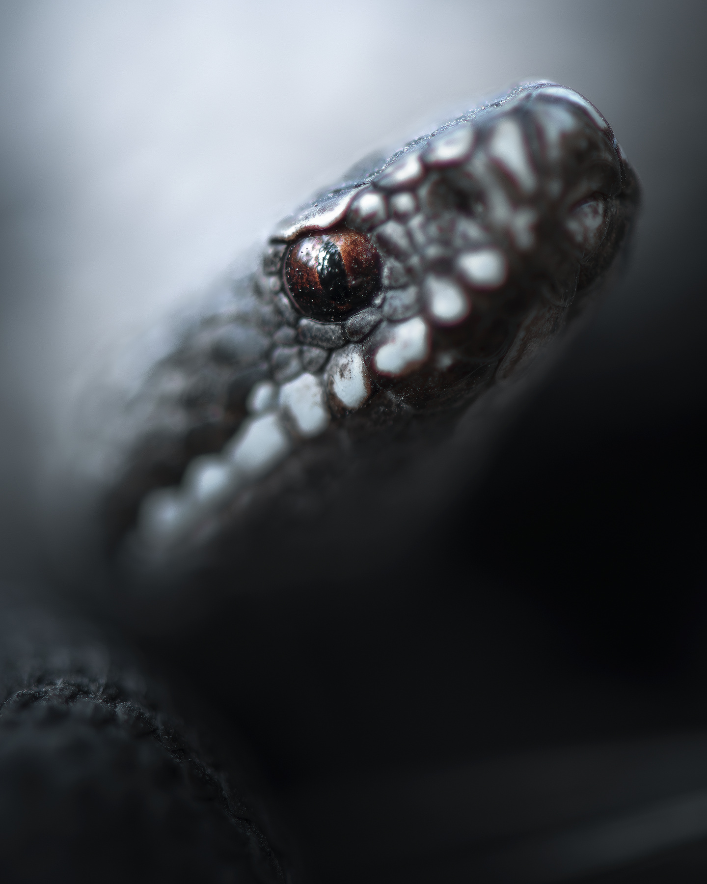 Обыкновенная гадюка (Vipera berus) 