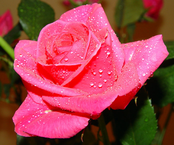 Rose роза цветы