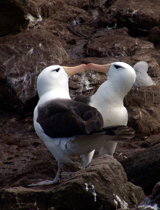 Поцелуй Falklands Albatros