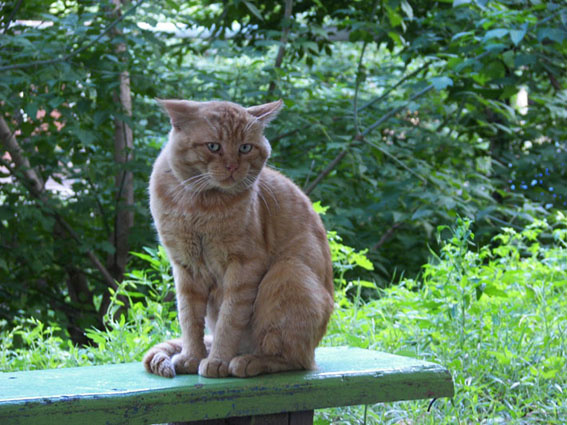 iКошко кот