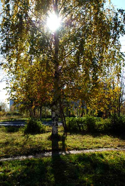 Осень Береза, солце, осень