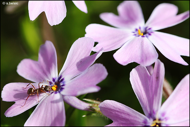ant ant flowers
