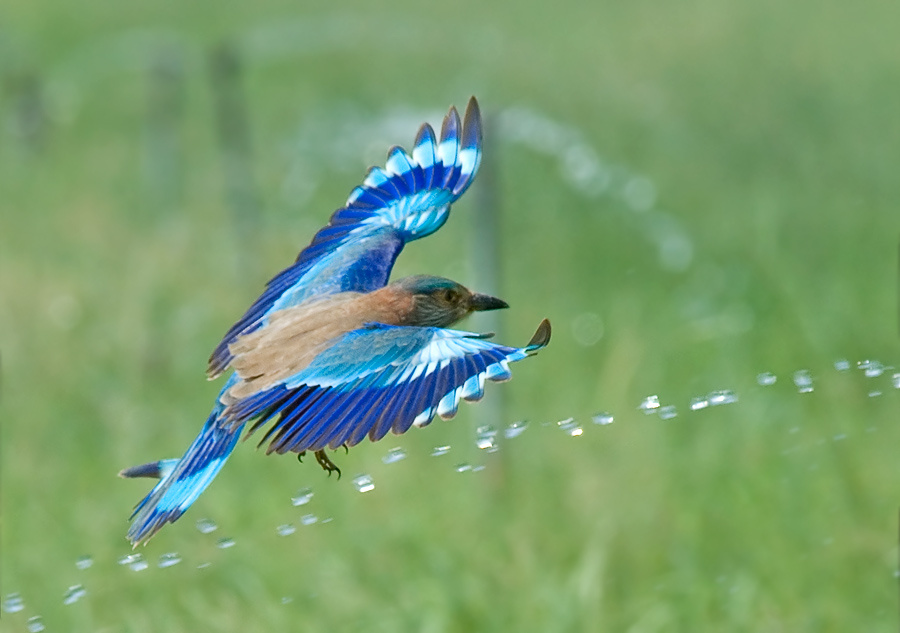 Канатоходец Бенгальская сизоворонка, Indian Roller, Coracias benghalensis, полет, канатоходец